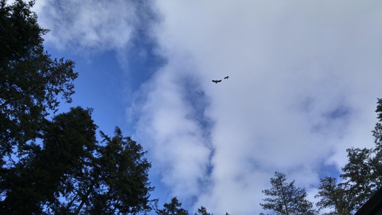 Sunshine Coast Treetop B&B Sechelt Kültér fotó
